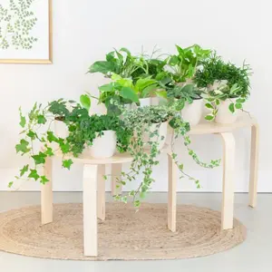 plantenpakket nieuwe woning